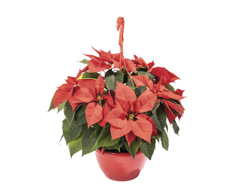 Crăciunița Poinsettia Euphorbia pulcherima H 70 cm ghiveci Ø 27 cm roșu