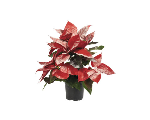 Crăciunița Poinsettia Euphorbia pulcherima H 20 cm ghiveci Ø 11 cm roșu cu sclipici