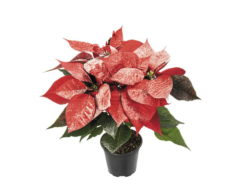 Crăciunița Poinsettia Euphorbia pulcherima H 25 cm ghiveci Ø 13 cm roșu cu sclipici