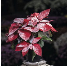 Poinsettia cu frunze roșii și decor alb într-un ghiveci