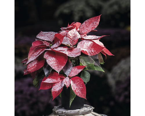 Poinsettia cu frunze roșii și decor alb într-un ghiveci