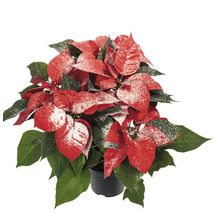 Poinsettia în ghiveci cu zăpadă decorativă