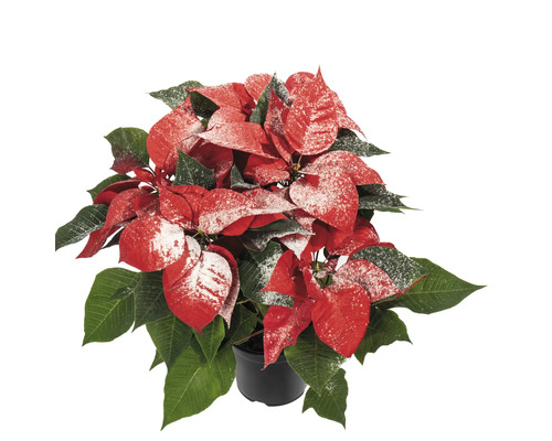 Crăciunița Poinsettia Euphorbia pulcherima H 30 cm ghiveci Ø 14 cm roșu cu sclipici