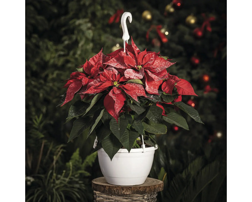 Steaua Crăciunului într-un ghiveci suspendat alb pe un taburet din lemn