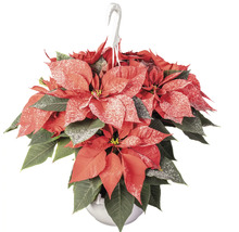 Poinsettia suspendată în ghiveci argintiu