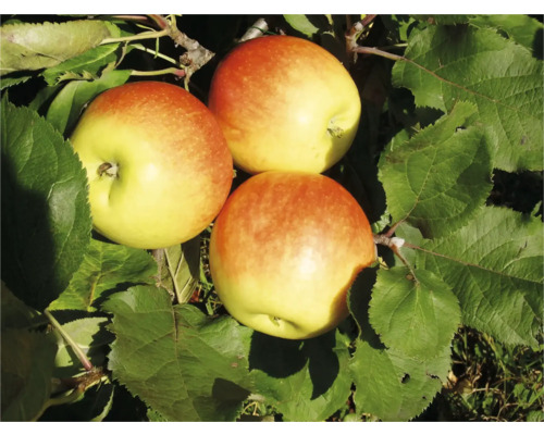 Trei mere Santana într-un pom