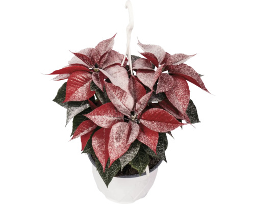 Crăciunița Poinsettia Euphorbia pulcherima H 60 cm ghiveci Ø 19 cm roșu cu sclipici