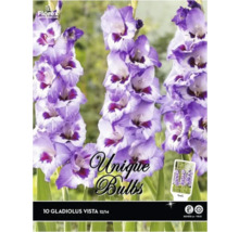 Pachet bulbi gladiolă Vista, 10 bucăți