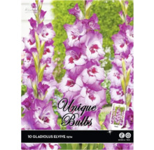 Pachet cu 10 bulbi de gladiolă Elvive, mărimea 12/14