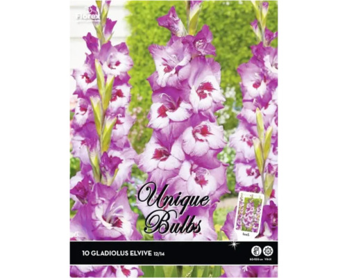 Pachet cu 10 bulbi de gladiolă Elvive, mărimea 12/14