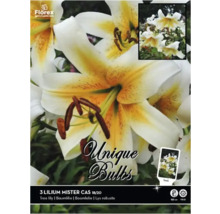 Pachet cu trei bulbi de crin Lilium Mister Cas