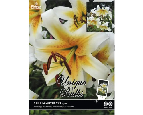 Pachet cu trei bulbi de crin Lilium Mister Cas