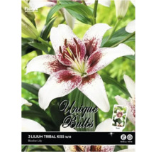 Pachet cu trei bulbi de crin Tribal Kiss