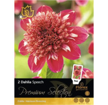 Pachet cu doi bulbi de dalie Speech