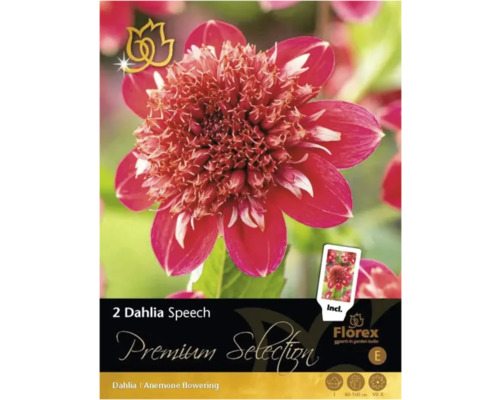 Bulbi de flori Premium Selection dalia Speech 1 buc.