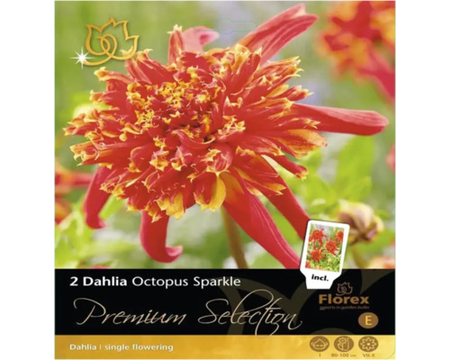 Bulbi de flori Premium Selection dalia Octopus Sparkle 1 buc.