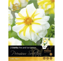 Pachet de dalii Fire and Ice Lemon