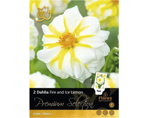 Bulbi de flori Premium Selection dalia Fire and Ice 1 buc.