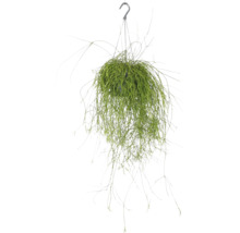 Plantă de interior Rhipsalis suspendată cu cârlig