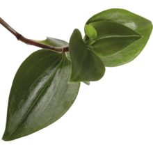 Prim-plan cu un butaș Tradescantia TriColour