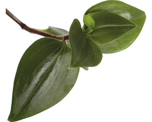 Prim-plan cu un butaș Tradescantia TriColour