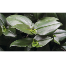 Prim-plan cu o plantă Tradescantia cu frunze verzi.