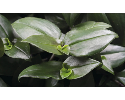 Prim-plan cu o plantă Tradescantia cu frunze verzi.
