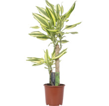 Dracaena în ghiveci