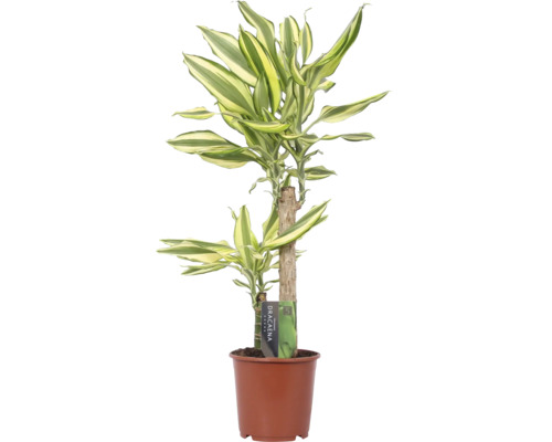 Dracena FloraSelf Dracaena 'Yellow Coast' H 70-80 cm cmghiveci Ø 17 cm