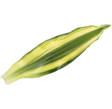 O singură frunză de plantă verde