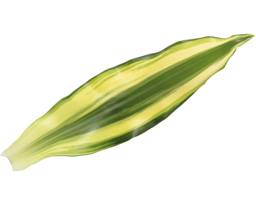 O singură frunză de plantă verde