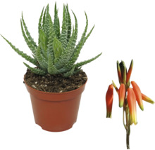 Plantă Aloe Vera în ghiveci cu floare