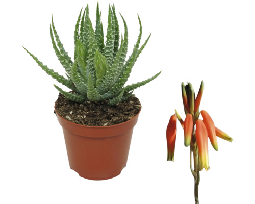 Plantă Aloe Vera în ghiveci cu floare