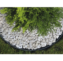 Prim-plan cu un arbore Thuja înconjurat de pietriș decorativ alb și margine de gazon.