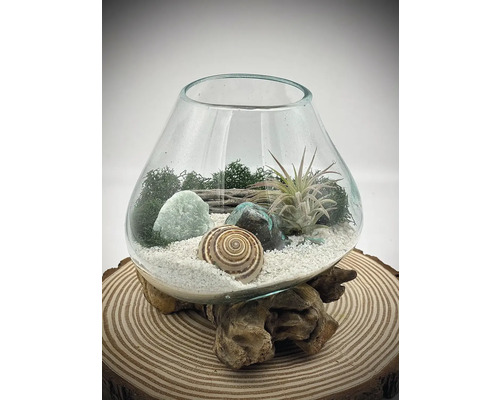 Vază decorativă din sticlă cu plante, pietre și scoică pe suport de lemn