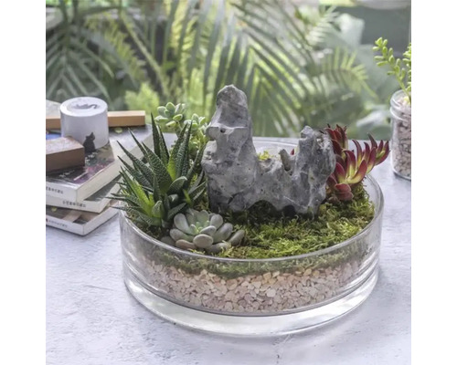 Grădină de suculente într-un vas de sticlă cu pietre și mușchi