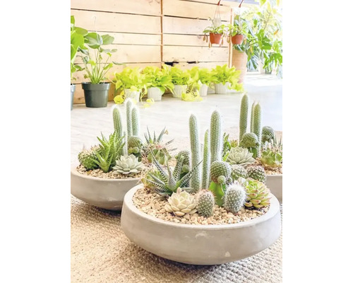 Aranjament de cactuși și suculente într-un vas de flori