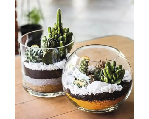 Două recipiente de sticlă cu cactuși și suculente pe o masă