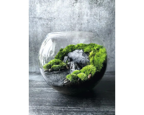 Terariu cu mușchi și pietre în vas de sticlă