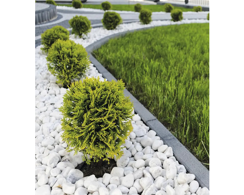 Scenă de grădină cu arbuști rotunzi, pietre albe și gazon