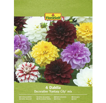 FloraSelf Dalia decorativă Fantasy City mix, pachet cu patru bulbi
