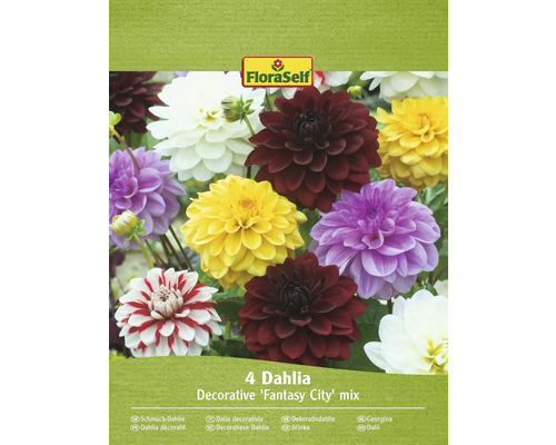 Bulbi de flori FloraSelf dalia decorativă Fantasy mix 4 buc.