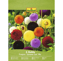 FloraSelf Pompon Dahlia Summer Sun Mix pachet de patru bucăți