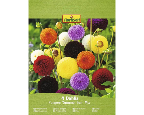 Bulbi de flori FloraSelf dalia Pompon Mix Summer Sun 4 buc.