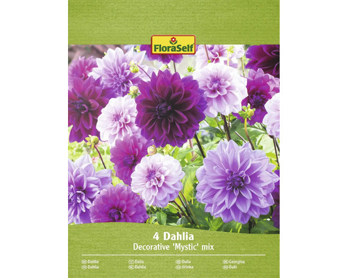 Bulbi de flori FloraSelf dalia decorativă Mystic mix 4 buc.