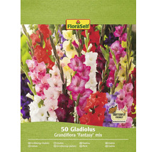 FloraSelf 50 gladiole Grandiflora ''Fantasy'' mix