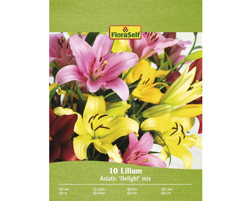 Bulbi de flori FloraSelf crin asiatic Delight mix 10 buc.