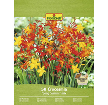 Pachet cu 50 de bulbi de crini Montbretia Long Summer Mix