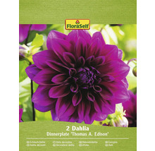 Două Dahlia Dinnerplate Thomas A. Edison