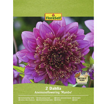 Pachet cu doi dalii anemone de tipul ''Mambo''